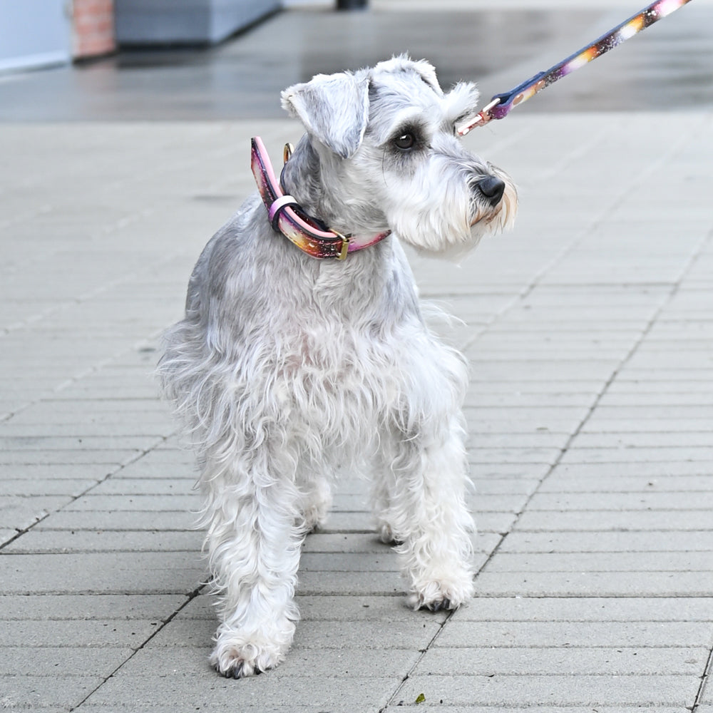 Sunset Leather Collar, Leash, and Accessory Set