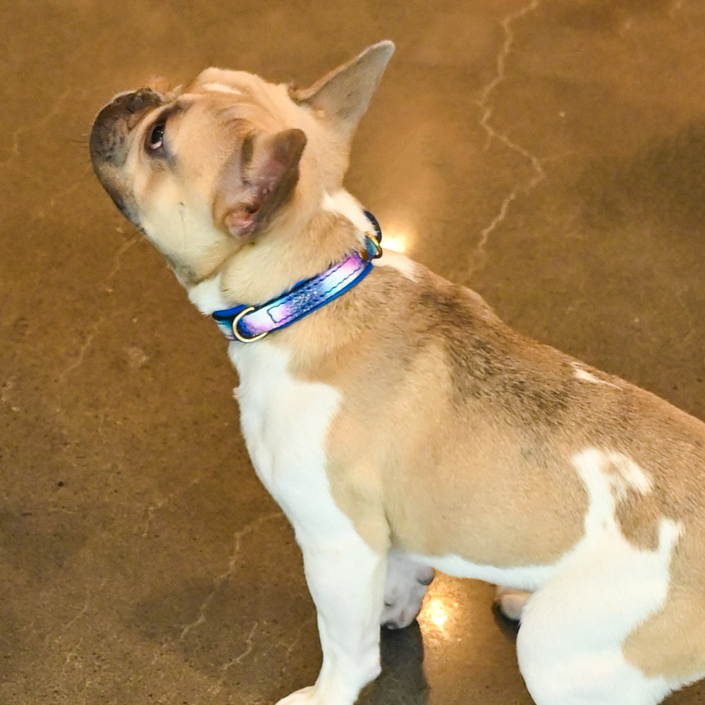 Galaxy Double Padded Leather Dog Collar