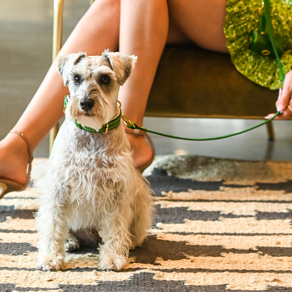 Fortune Green Leather Collar, Leash, and Accessory Set