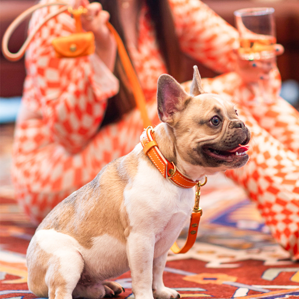 Saffron Orange Leather Collar, Leash, and Accessory Set